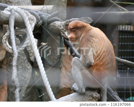 Monza monkey Monza monkey 116197066