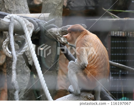 蒙扎猴 116197067
