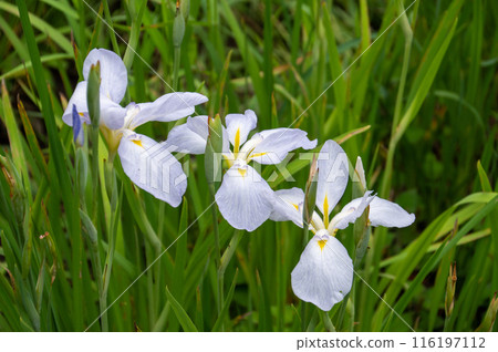 三朵特寫鳶尾花，白花盛開 116197112
