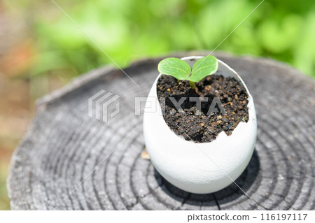 Eggs and sprouts Eggs and sprouts 116197117