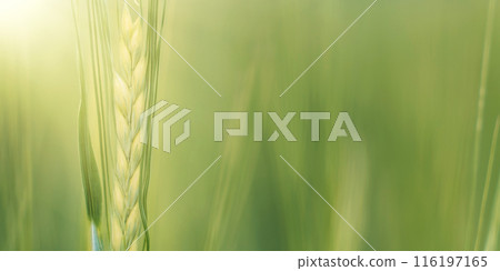 Green ears of wheat close up against blurred green field Green ears of wheat close up against blurred green field 116197165