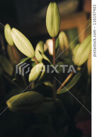 Artistic studio shot flowers photo 116197483