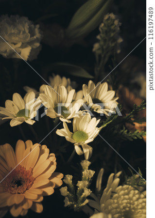 Artistic studio shot flowers photo 116197489