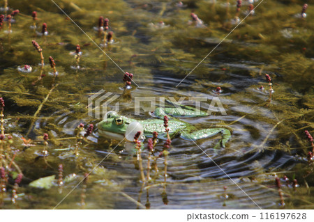 Pelophylax (Pelophylax) Pelophylax (Pelophylax) 116197628