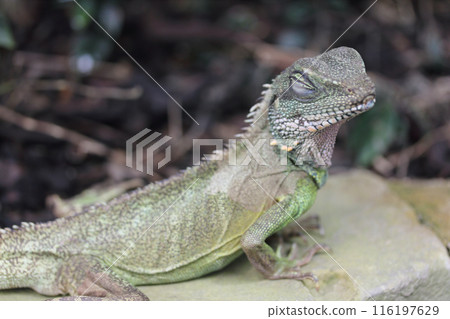 Chinese Water Dragon (Physignathus cocincinus) Chinese Water Dragon (Physignathus cocincinus) 116197629