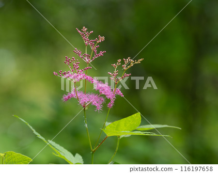 美麗的野花繡線菊 116197658
