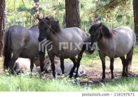 Konik 116197671