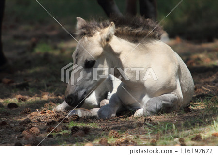 Konik 116197672