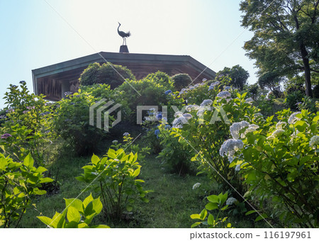 A view of the roof of the observation deck in the Mitsui Villa area of Oiso Castle Park, seen through the hydrangeas A view of the roof of the observation deck in the Mitsui Villa area of Oiso Castle Park, seen through the hydrangeas 116197961