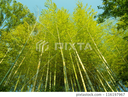 大磯城山公園舊三井別邸地區楓樹廣場的毛竹竹林 大磯城山公園舊三井別邸地區楓樹廣場的毛竹竹林 116197967
