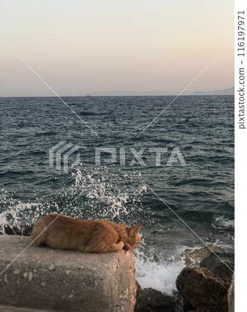 cat looking on sea cat looking on sea 116197971