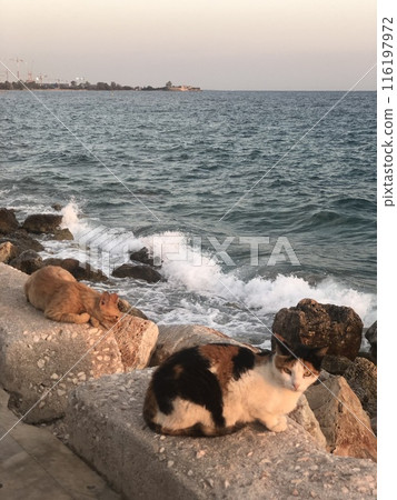 couple of cats resting on coast couple of cats resting on coast 116197972