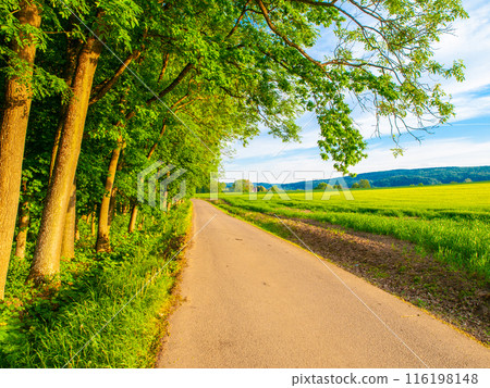 A paved road winds through a line of trees on a sunny day. The road leads to a grassy field in the distance. A paved road winds through a line of trees on a sunny day. The road leads to a grassy field in the distance. 116198148