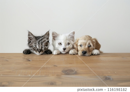 Two kittens and a golden retriever puppy relaxing on a wooden table 116198182