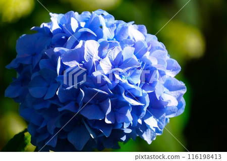 Hydrangea Hydrangea 116198413