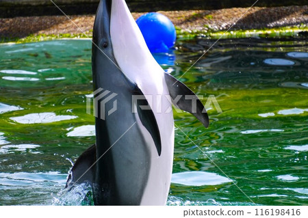 Dolphins to jump 116198416