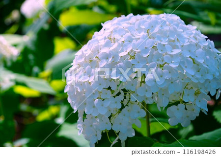 Hydrangea 116198426