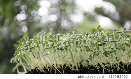 Growing plant sprout after watering macro closeup Growing plant sprout after watering macro closeup 116198462