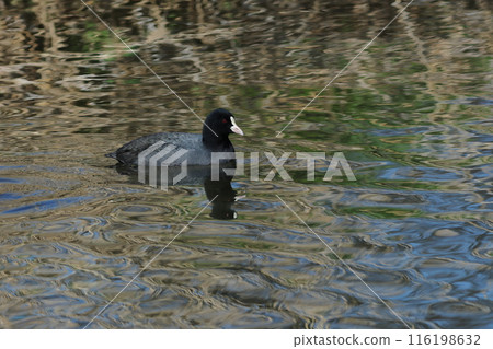 Scenery of a coot swimming on the clear water surface 116198632