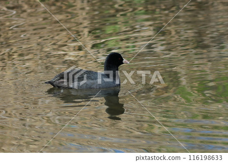 一隻白骨頂在清澈的水面上游泳的風景 116198633