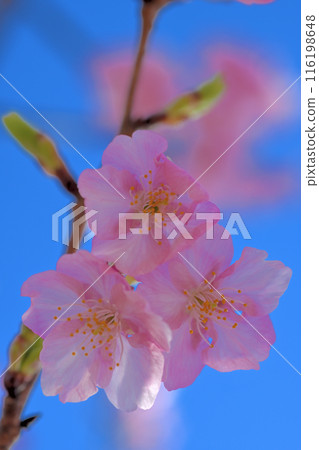 Kawazu Cherry Blossoms at Kaminoseki Castle Mountain Historical Park 116198648