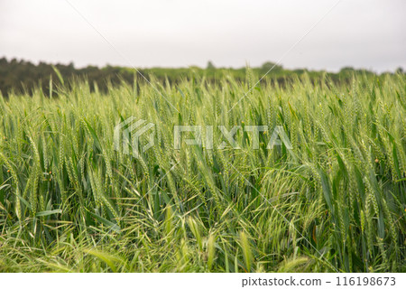 Green wheat growing in field with tirbune view on background 116198673