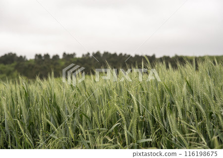 Green wheat growing in field with tirbune view on background 116198675
