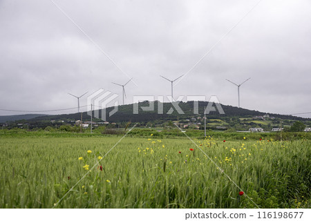 Green wheat growing in field with tirbune view on background Green wheat growing in field with tirbune view on background 116198677