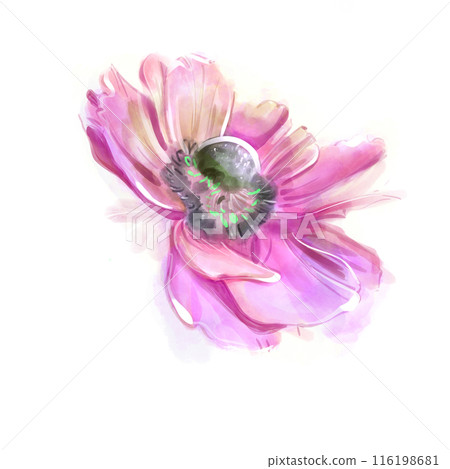 Pink anemone isolate watercolor. Spring delicate flowers. Floral print. Marker drawing. For Wedding and birthday composition. Greeting card.Hand drawn illustration. Pink anemone isolate watercolor. Spring delicate flowers. Floral print. Marker drawing. For Wedding and birthday composition. Greeting card.Hand drawn illustration. 116198681