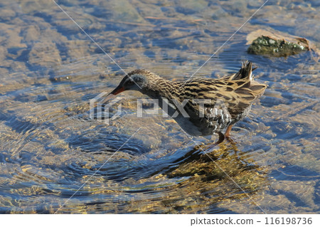 古伊娜在河邊散步 116198736