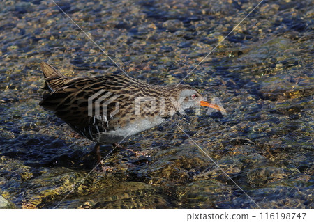 古伊娜看著河水 116198747