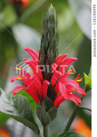Pachystachys coccinea   Cardinals guard 116198949