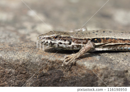 Mauereidechse Podarcis muralis (Podarcis muralis) 116198950