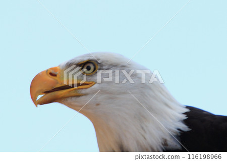 Bald Eagle (Haliaeetus leucocephalus) Bald Eagle (Haliaeetus leucocephalus) 116198966