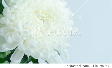 White large chrysanthemum background, offering flowers, white background 116198967
