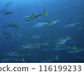 Underwater photo (yellowtail) 116199233