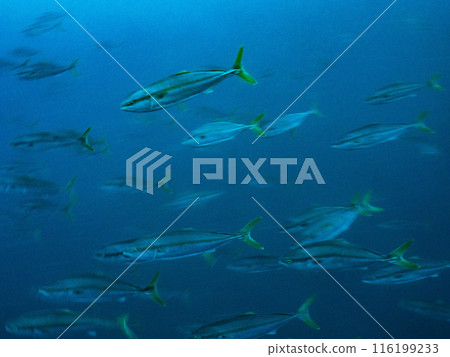 Underwater photo (yellowtail) Underwater photo (yellowtail) 116199233