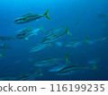 Underwater photo (horse mackerel) 116199235