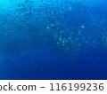 Underwater photo (school of horse mackerel) 116199236
