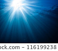 Underwater photograph 116199238
