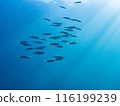 Underwater photo (school of horse mackerel) 116199239
