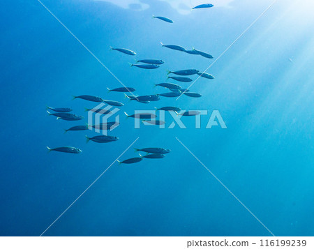 Underwater photo (school of horse mackerel) 116199239