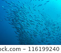 Underwater photo (school of horse mackerel) 116199240