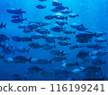 Underwater photography (herd) 116199241