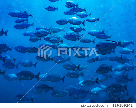 Underwater photography (herd) Underwater photography (herd) 116199241