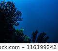 Underwater photograph 116199242
