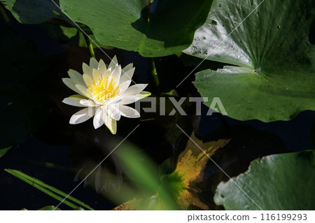 白浪百合花 116199293