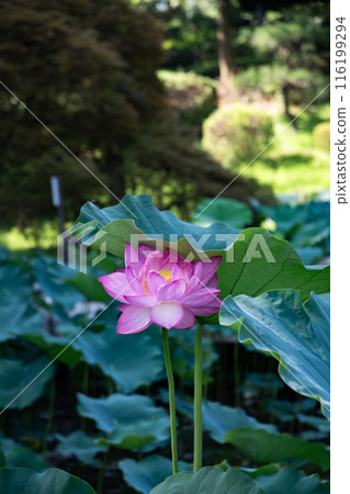 夏天的花，純潔的花 116199294