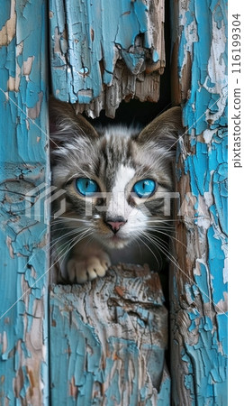 Close-Up Portrait of a Blue-Eyed Cat with White Fur and Grey Stripes Peering Through a Weathered Wooden Surface with Peeling Blue Paint 116199304