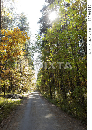Sunlit dirt road in fall forest park. Natural beauty and tranquility in autumn sunny day. 116199412
